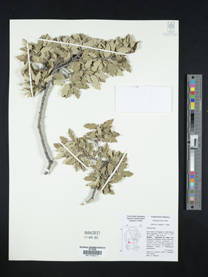 Quercus pungens image