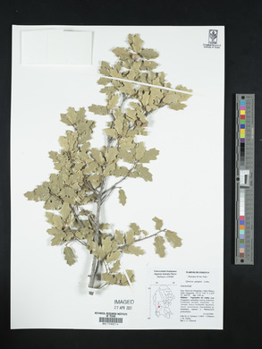 Quercus pungens image