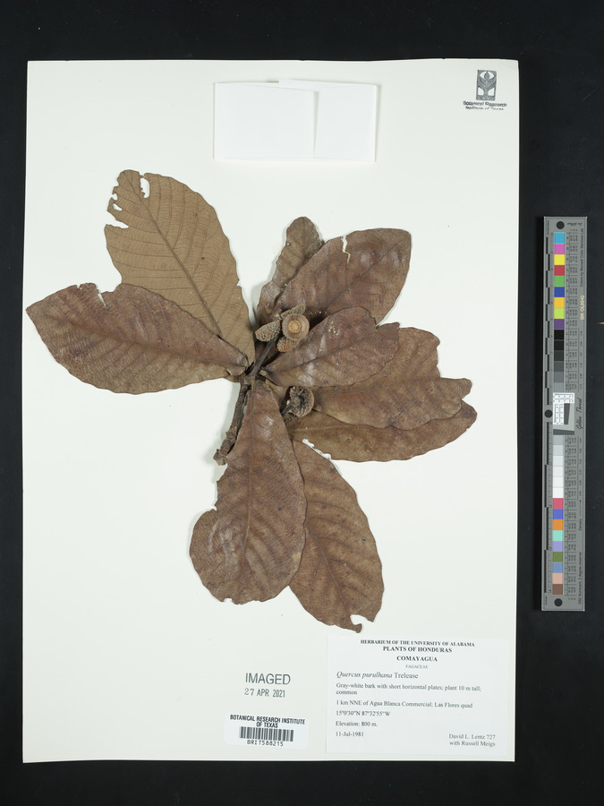 Quercus purulhana image