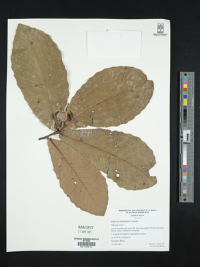 Quercus purulhana image