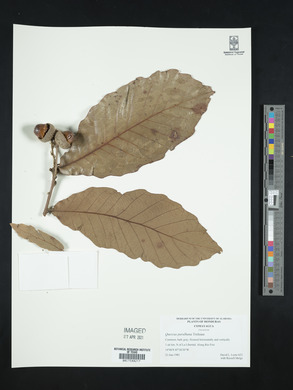 Quercus purulhana image