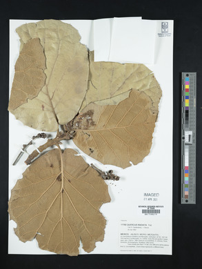 Quercus radiata image