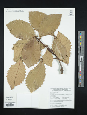 Quercus resinosa image