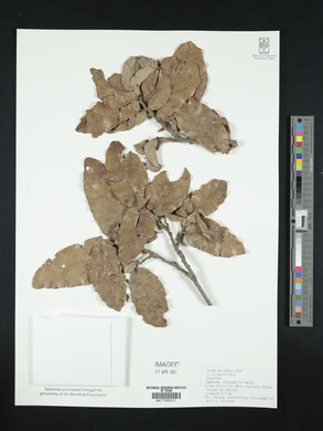 Quercus rysophylla image