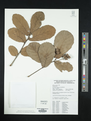 Quercus rugosa image