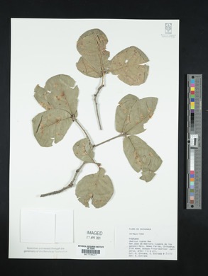 Quercus rugosa image