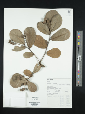 Quercus rugosa image