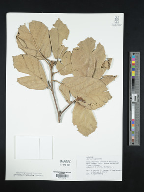 Quercus rugosa image