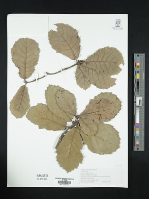 Quercus rugosa image