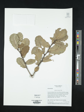 Quercus rugosa image