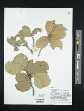 Quercus rugosa image