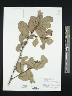 Quercus rugosa image