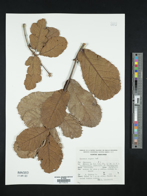 Quercus rugosa image