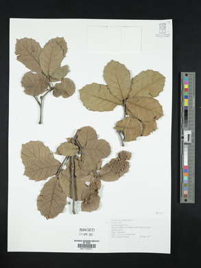 Quercus rugosa image