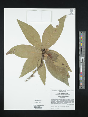 Quercus rysophylla image