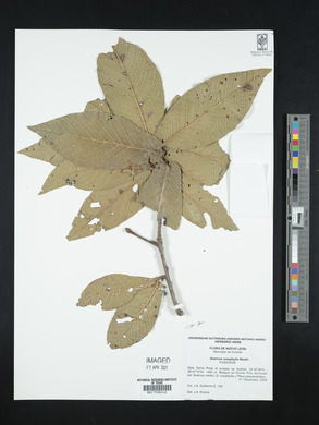 Quercus rysophylla image