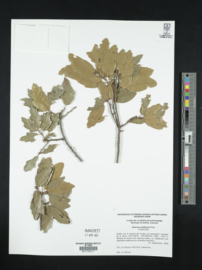 Quercus saltillensis image