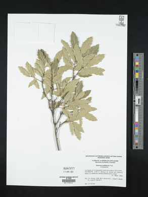 Quercus saltillensis image