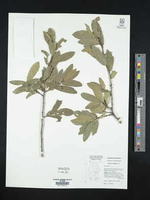 Quercus saltillensis image