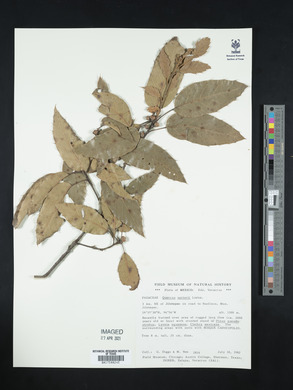 Quercus sartorii image