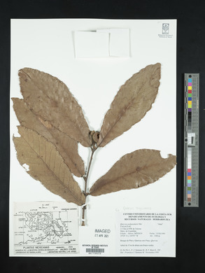 Quercus segoviensis image