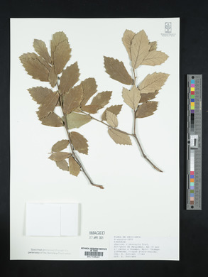 Quercus sideroxyla image