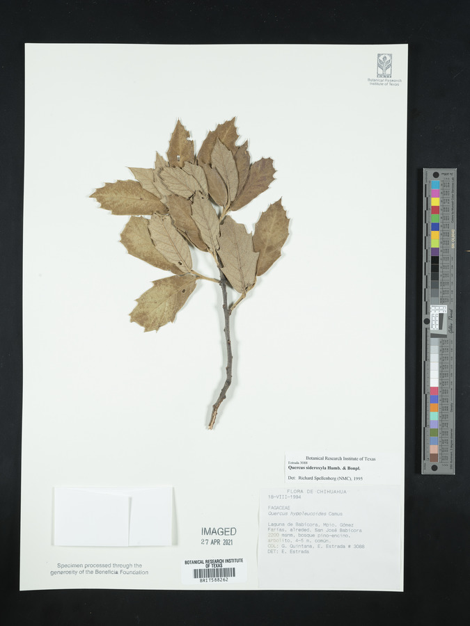 Quercus salicina image