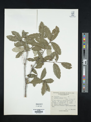 Quercus vaseyana image