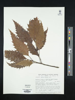 Quercus skinneri image