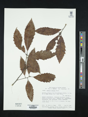 Quercus skinneri image