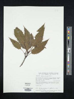 Quercus skinneri image