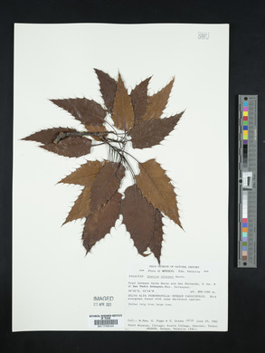 Quercus skinneri image