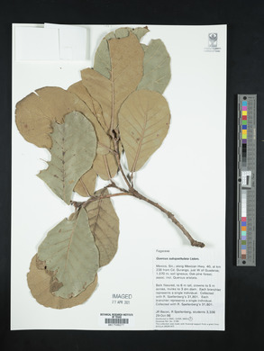 Quercus subspathulata image