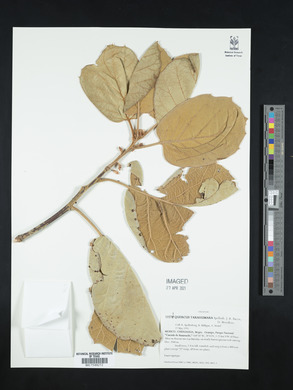 Quercus tarahumara image