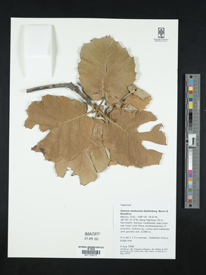 Quercus tarahumara image