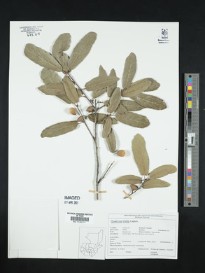 Quercus robur image