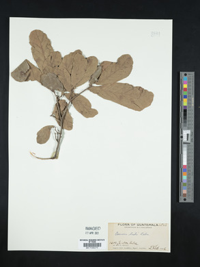 Quercus robur image