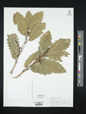 Quercus tuberculata image