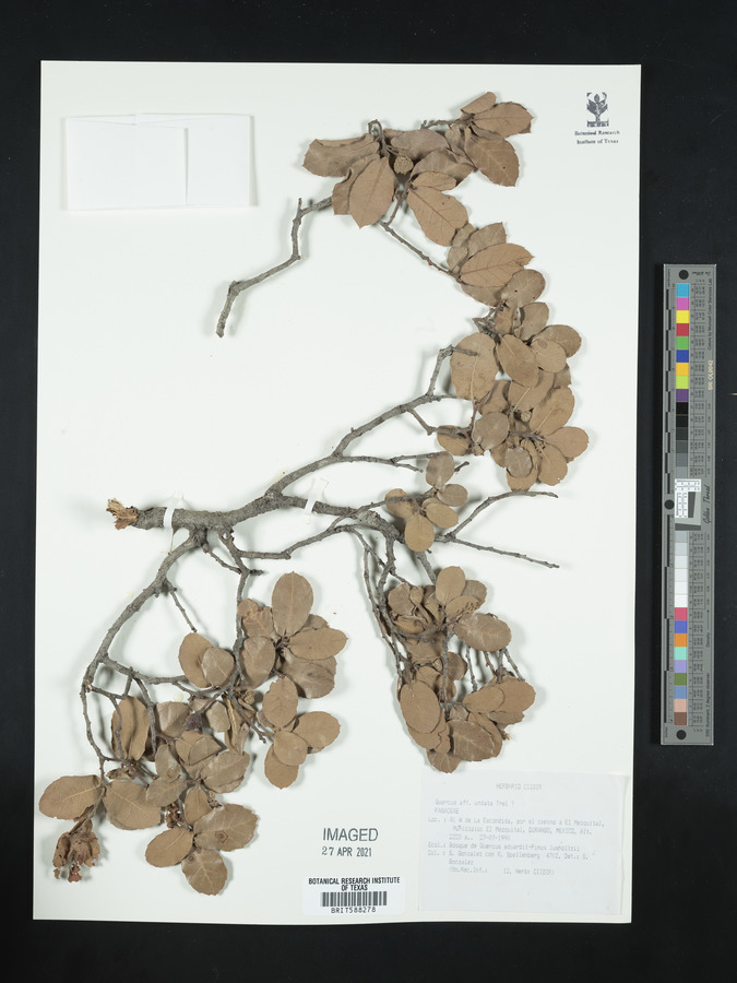 Quercus undata image