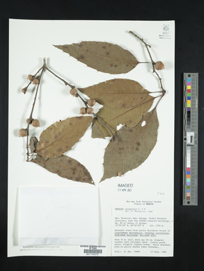 Quercus xalapensis image