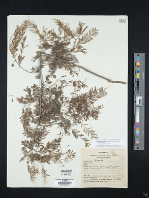 Vachellia campechiana image