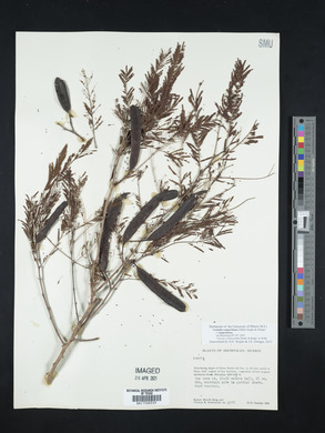 Vachellia campechiana image