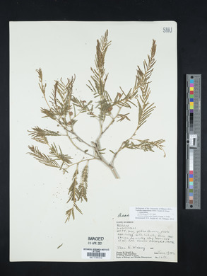 Vachellia campechiana image