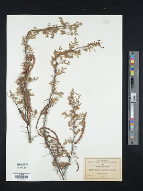 Acacia constricta image