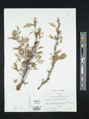 Acacia constricta image