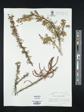 Acacia constricta image