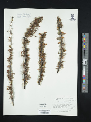 Acacia constricta image