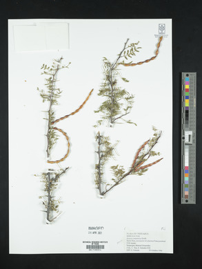 Acacia constricta image