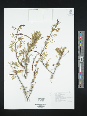 Acacia constricta image