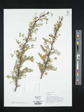 Acacia constricta image